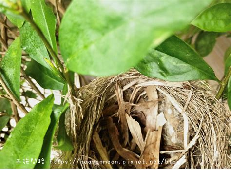 家裡有鳥巢代表什麼|【家裡有鳥築巢】鳥巢報喜！1個跡象代表家宅運勢大。